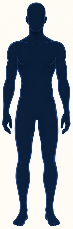 Athletic body-build illustration