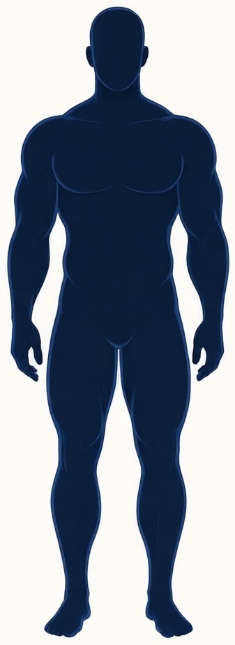 Muscular body-build illustration